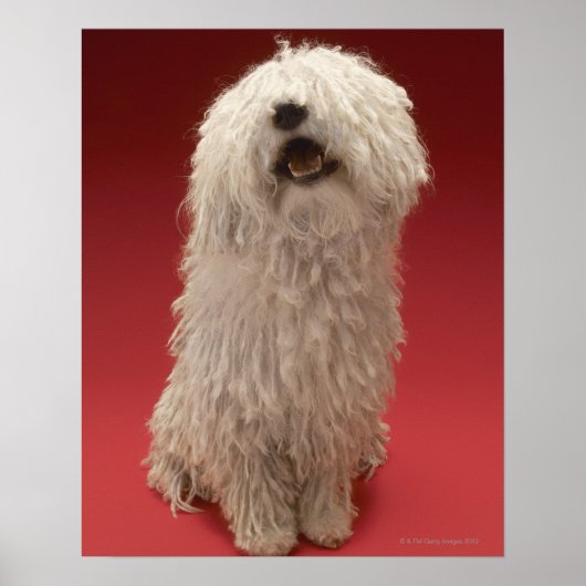可愛いコモンドー犬 ポスター (正面)