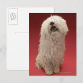 可愛いコモンドー犬 ポストカード (正面/裏面)