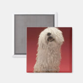 可愛いコモンドー犬 マグネット (正面/裏面)