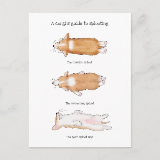 可愛いコーギの子犬のガイドsplootingはがき ポストカード (正面)