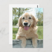 可愛いゴールデンレトリバー考えドッグオンフェンス ポストカード (正面/裏面)