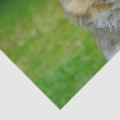 可愛いシェットランドシェプドッグ写真 薄葉紙 (詳細)