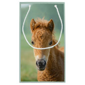 可愛いシェットランドポニーフォール馬頭正面写真 –  スモールペーパーバッグ (裏面)