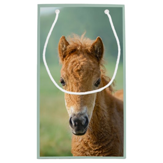 可愛いシェットランドポニーフォール馬頭正面写真 – スモールペーパーバッグ (裏面)