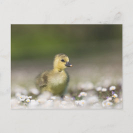 可愛いシック自然写真 ポストカード