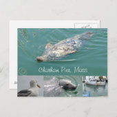 可愛いシールがついたチャタムのマス葉書 ポストカード (正面/裏面)