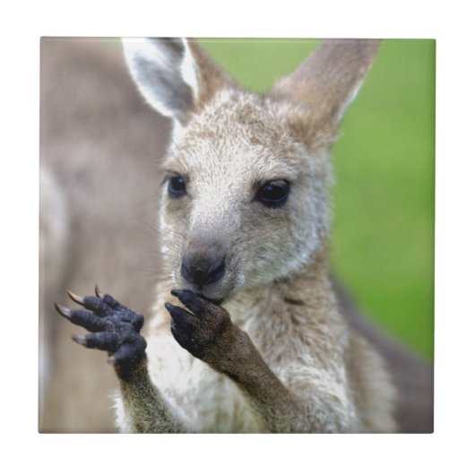 可愛いジョーイ・カンガルー タイル (正面)