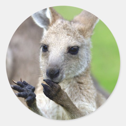 可愛いジョーイ・カンガルー ラウンドシール (正面)