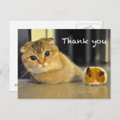 可愛いスコティッシュ折り感謝してい麺猫葉書 ポストカード (正面/裏面)
