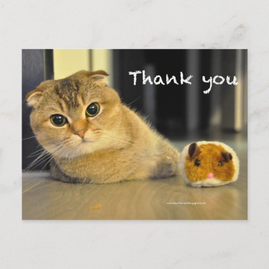 可愛いスコティッシュ折り感謝してい麺猫葉書 ポストカード (正面)