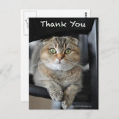 可愛いスコティッシュ折り感謝してい麺猫葉書 ポストカード (正面/裏面)