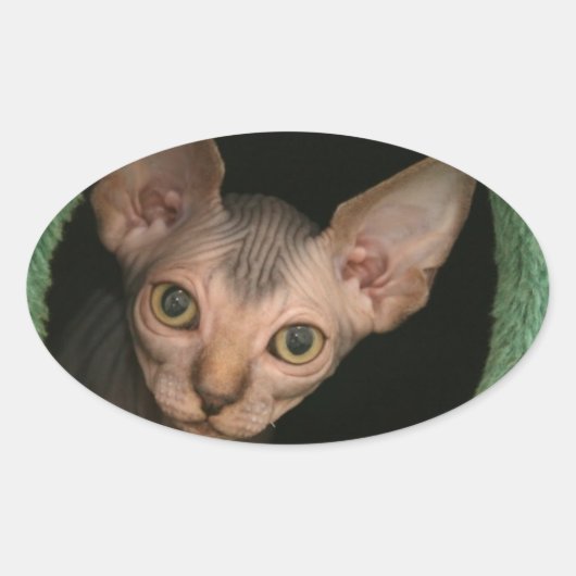 可愛いスフィンクスの子猫 楕円形シール (正面)