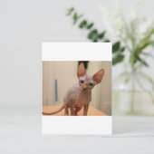 可愛いスフィンクス子猫「私は毛皮がないよね？」 ポストカード (スタンド正面)
