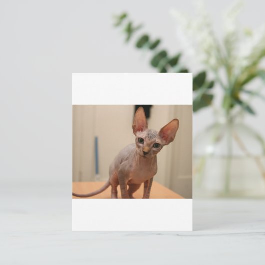 可愛いスフィンクス子猫「私は毛皮がないよね?」 ポストカード (スタンド正面)