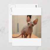 可愛いスフィンクス子猫「私は毛皮がないよね？」 ポストカード (正面/裏面)