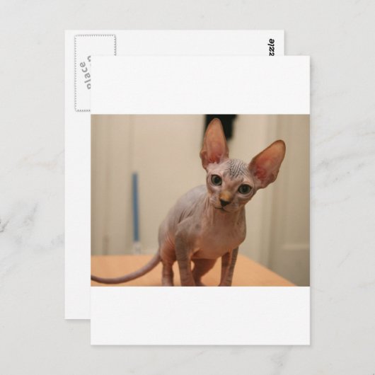 可愛いスフィンクス子猫「私は毛皮がないよね？」 ポストカード (正面/裏面)