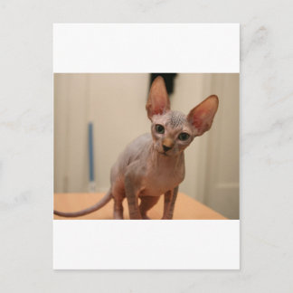 可愛いスフィンクス子猫「私は毛皮がないよね?」 ポストカード