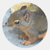 可愛いダグラス自然写真 ラウンドシール (正面)