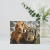 可愛いダシュント子犬（ブラウン/ブラック） ポストカード (スタンド正面)