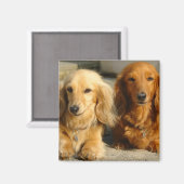 可愛いダシュント マグネット (正面/裏面)