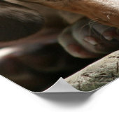 可愛いダシュンパピーポスター ポスター (角)