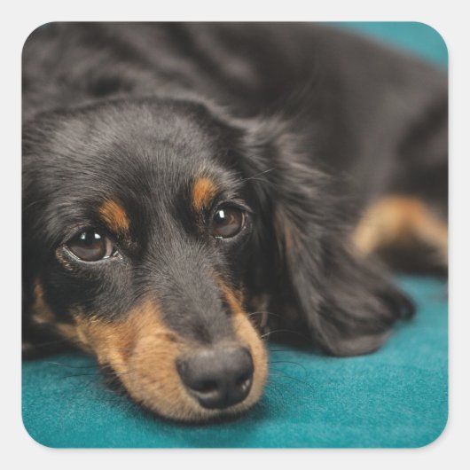 可愛いダックシュントが倒れる スクエアシール (正面)