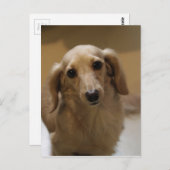 可愛いダッチスンドの子犬 ポストカード (正面/裏面)