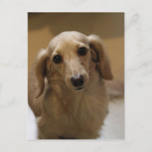 可愛いダッチスンドの子犬