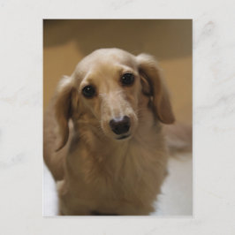 可愛いダッチスンドの子犬 ポストカード