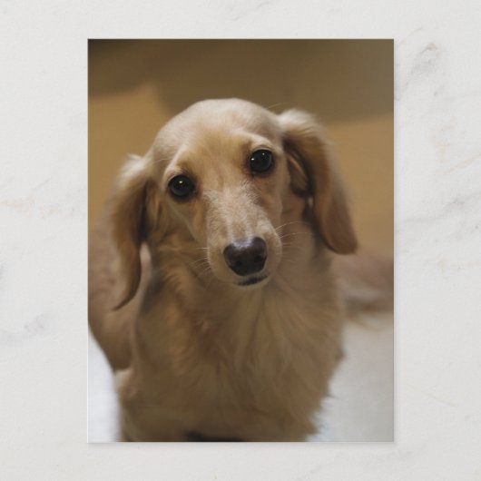 可愛いダッチスンドの子犬 ポストカード (正面)