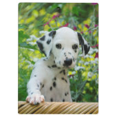 可愛いダルマチア犬の子犬のポートレートペットの写真 – オン クリップボード (裏面)