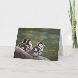 可愛いチックス自然写真 カード