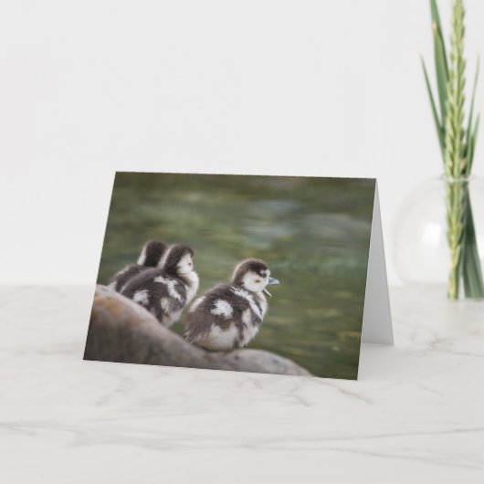 可愛いチックス自然写真 カード (正面)