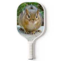 可愛いチムンクが君を見ている