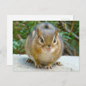 可愛いチムンクが君を見ている ポストカード (正面/裏面)