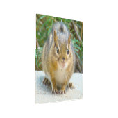 可愛いチムンクが君を見ている メタルプリント (3/4)