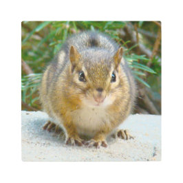 可愛いチムンクが君を見ている メタルプリント