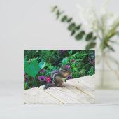 可愛いチムンクの写真 ポストカード (スタンド正面)