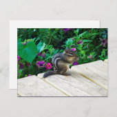 可愛いチムンクの写真 ポストカード (正面/裏面)