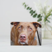 可愛いチョコレートラボピットミックス犬7 ポストカード (スタンド正面)