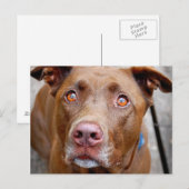 可愛いチョコレートラボピットミックス犬7 ポストカード (正面/裏面)