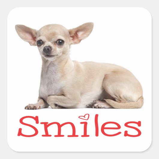 可愛いチワホアママ子犬の救助ハローラブ スクエアシール (正面)