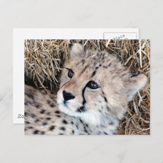可愛いチーターの可愛い写真 ポストカード (正面/裏面)