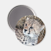 可愛いチーターの可愛い写真 マグネット (正面/裏面)