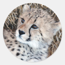 可愛いチーターの可愛い写真