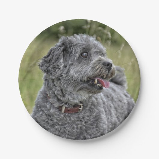 可愛いテリア犬 ペーパープレート (正面)
