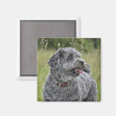 可愛いテリア犬 マグネット (正面/裏面)