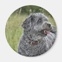 可愛いテリア犬