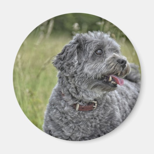 可愛いテリア犬 マグネット (正面)