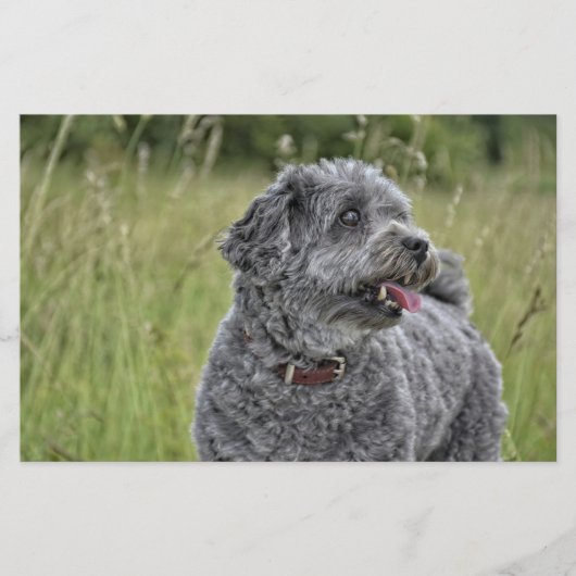 可愛いテリア犬 便箋 (正面)